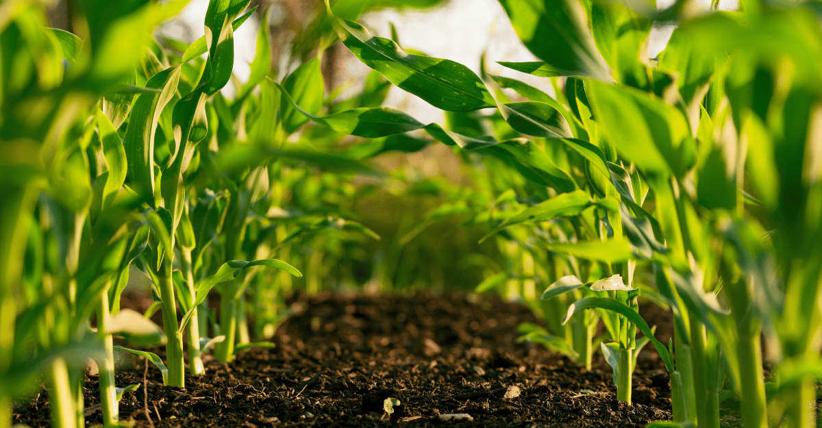 Soil Governance and Private Property Feature